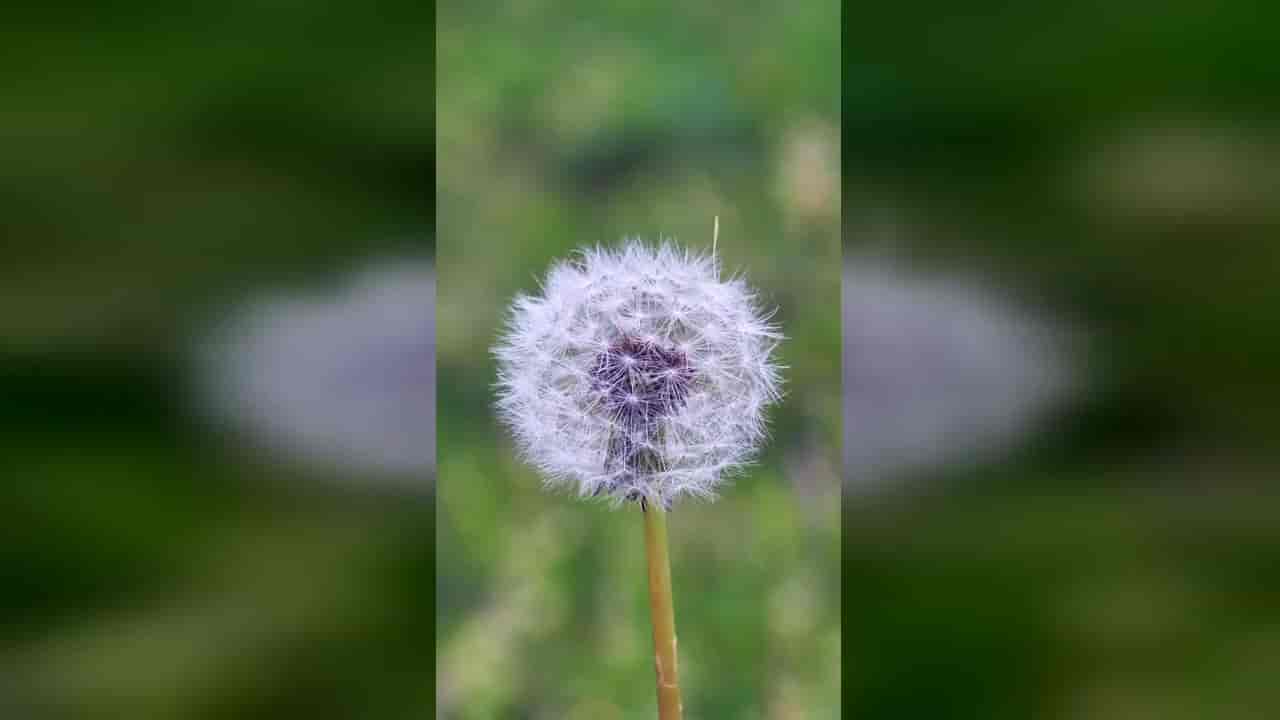 نمای نزدیک قاصدک